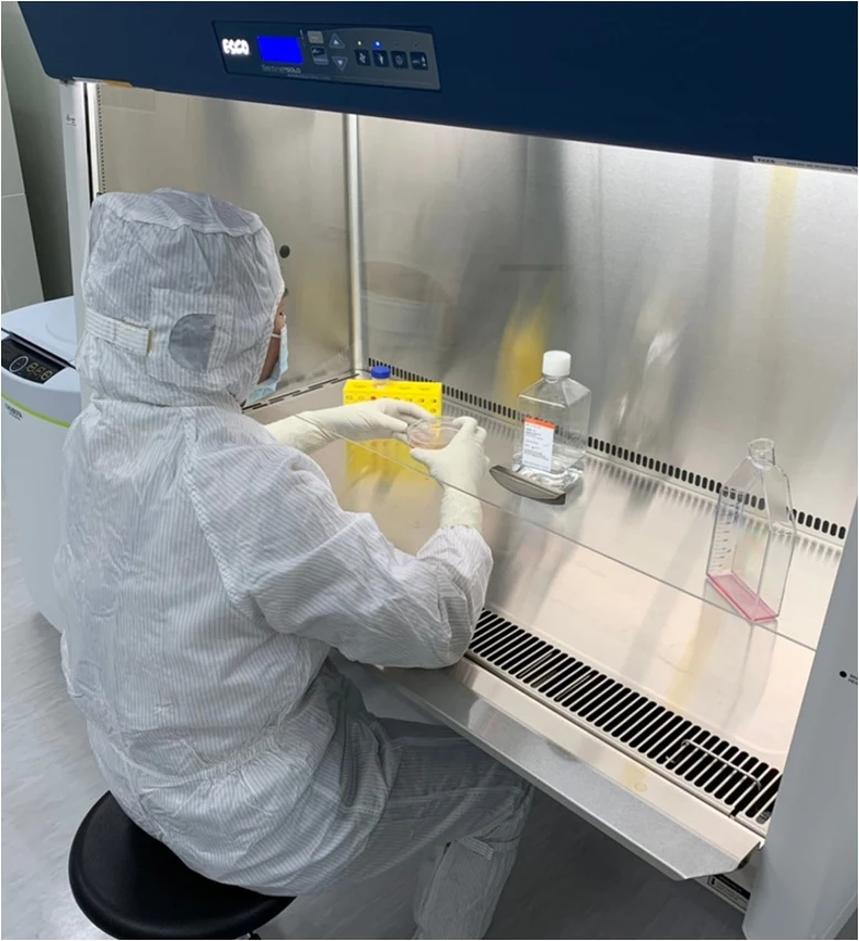 A gowned scientist working inside a biosafety cabinet